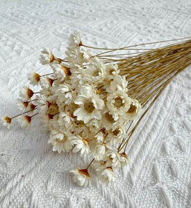 50pcs fleurs beiges séchées naturelles brésiliennes petite étoile marguerite séchée décorative Mini bouquet de camomille pour décor floral de mariage - Product Image 6