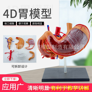 Modelo de estómago 4D, modelo de anatomía del estómago, modelo de ensamblaje, modelo de anatomía humana, modelo educativo, modelo de órgano - Product Image 3