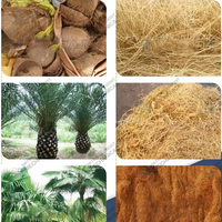 Machine efficace d'extraction de fibres de noix de coco, décortiqueuse/défibreuse de coques de noix de coco, extracteur de fibres de coco