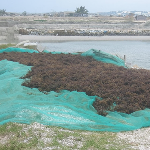 Suministro de algas secas Sargassum de alta calidad de Vietnam/Sra. Jessi - Product Image 1