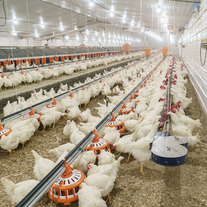 GREAT FARM Sistema Integrado de Línea de Agua y Alimentación para Aves de Corral, Alimentador Automático de Tornillo + <span class=keywords><strong>Bebedero</strong></span> de Niple para Granjas de Pollos de Engorde y Ponedoras - Product Image 3