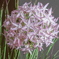 Plante artificielle d'hortensia et d'herbe de roseau en PVC souple pour aménagement paysager, décoration florale de mariage simulée, décoration de salon et de bureau