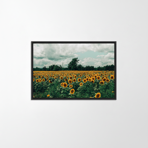 Sunflower Field Canvas Print: Nature Landscape Printed Wall Art,<b>BLACK</b> <b>FRAMED</b> CANVAS - Product Image 2