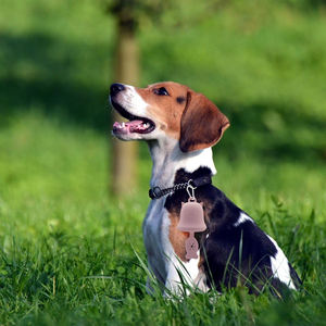 Porte-sac à crottes mignon en forme <span class=keywords><strong>de</strong></span> cloche pour chien-Distributeur silencieux, adapté aux promenades en plein air pour chiens <span class=keywords><strong>de</strong></span> petite et moyenne taille - Product Image 4