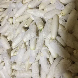 China factory supply Fresh radish red from purple radish for export White Green dry radish seeds price from China