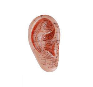 Modelo de masaje de oído de 12cm, Acupuntura de oreja - Product Image 1
