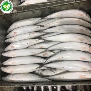 Harga Makarel Frozen Fish Makarel Frozen Pacific Mackerel