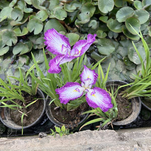 Iris <span class=keywords><strong>japonais</strong></span> 'Yamaji Nishiki' - Une <span class=keywords><strong>plante</strong></span> aquatique adaptée aux bassins de jardin et aux serres - Iris <span class=keywords><strong>japonais</strong></span> - Product Image 1