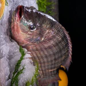 <span class=keywords><strong>ปลา</strong></span>ทิลาเปียสดแช่แข็งขายตรงจากโรงงาน - Product Image 4