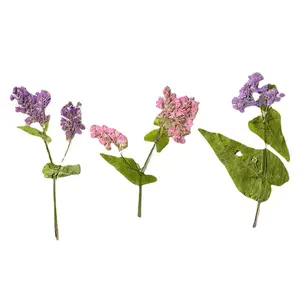Dalları ile karabuğday Petal DIY sanat el sanatları yapma doğal bitki çevre dostu gerçek preslenmiş çiçek
