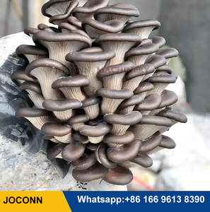 Nhỏ nút nấm phát triển thiết bị Shiitake Nấm Chất nền trồng trọt Bagger Máy nút nấm dây chuyền sản xuất - Product Image 6