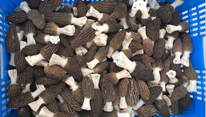 <span class=keywords><strong>Prix</strong></span> d'exportation de champignon morille sauvage de chine de champignon morille noire - Product Image 6