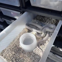 Étagère pour reptiles tendance, boîte d'élevage en plastique pour lézard et serpent