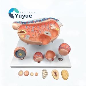 แบบจำลองขยายขนาดการพัฒนาฟองไข่ของรังไข่แบบถอดประกอบได้ 8 ส่วน สำหรับการสอนระบบสืบพันธุ์เพศหญิง - Product Image 1