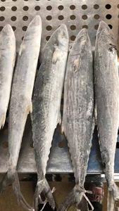 الماكريل المصيد الطازج المجمد IQF الإسبانية في الحقيبة - Product Image 5