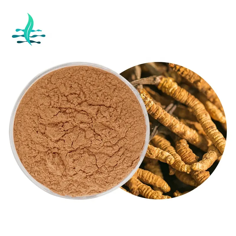 Perlengkapan pabrik cordyceps ekstrak Cordyceps berkualitas tinggi bubuk Sinensis Cordyceps