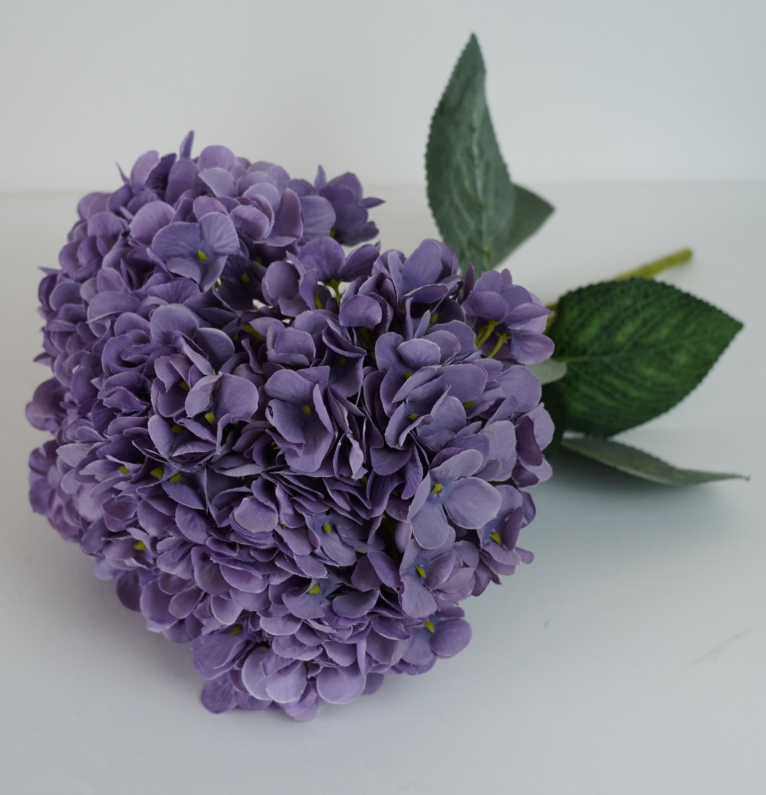 Pourpre