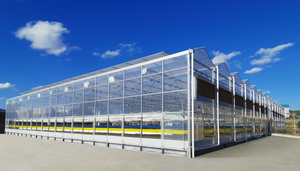 Serra Agricola Personalizzata con Struttura in Acciaio Zincato a Caldo Tipo Venlo - Product Image 3