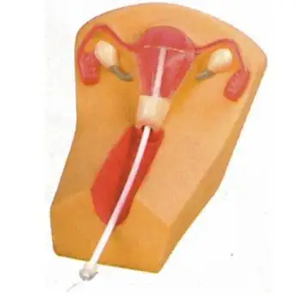 Modelo avanzado de Anatomía Humana anticonceptiva femenina, simulación de habilidades maternas, entrenamiento de ciencia médica, modelo de anticoncepción femenina - Product Image 6