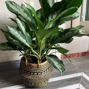 <span class=keywords><strong>Pot</strong></span> de fleurs <span class=keywords><strong>pliable</strong></span> en jonc de mer tressé à la main pour buanderie, jouets, articles ménagers, plantation de fleurs et de plantes - Product Image 3
