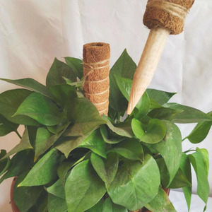 Palos <span class=keywords><strong>de</strong></span> Coco <span class=keywords><strong>de</strong></span> 40cm/16 pulgadas, soporte <span class=keywords><strong>de</strong></span> plantas, extensión <span class=keywords><strong>de</strong></span> tótem Oriental para Monstera Deliciosa, gran oferta - Product Image 5