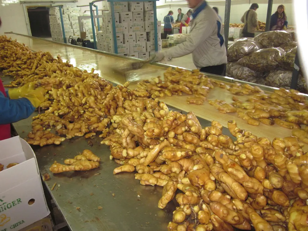 Buy Dried Ginger New Fresh Crop 2021 Dried Ginger Buyers Chinese Export With Low Ginger Price