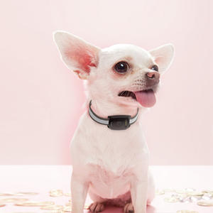 Collar rastreador para perro, dispositivo de rastreo <span class=keywords><strong>GPS</strong></span> para localización de mascotas, satélite, tamaño medio, EV-201 - Product Image 1