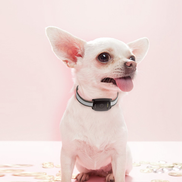 GPS Satellite Medium Sized EV-201 GPS Tracking Device Pet Location Tracker Collar for Dog