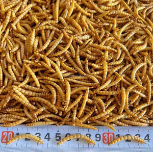 תולעת בתפזורת עבור כלב כלב קריקט חרק פרווה מיובשת בהיר למכירה - Product Image 2