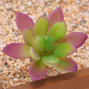 Faible quantité minimale de commande <span class=keywords><strong>pas</strong></span> <span class=keywords><strong>cher</strong></span> vert artificiel <span class=keywords><strong>Mini</strong></span> bonsaï succulentes succulentes à vendre - Product Image 6