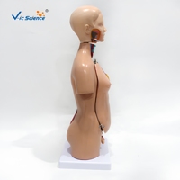 Modelo de Torso Humano de 45 cm y 23 Partes, Modelo Anatómico Masculino y Femenino para Enseñanza