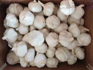 有机新鲜白红大蒜Ajos Alho OPTIMUM品牌欧盟标准5.5/6.0厘米全年批发价格来自中国 - Product Image 5