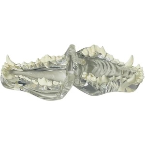 Modèle anatomique transparent de dents d'animaux, mâchoire dentaire pour outil éducatif vétérinaire (chien) transparent - Product Image 3