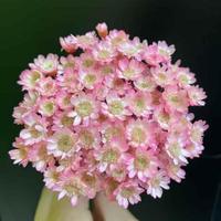 Fleurs étoilées Glixia du Brésil en gros, mini, naturelles, séchées et préservées, pour la décoration bohème de la maison