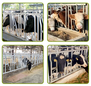 Bò trung chuyển cổng Máy Nông Nghiệp headlocks bunk công cụ headlock gia súc trang trại cho thiết bị giá bò thức ăn nhúng nóng gia súc trang trại - Product Image 6