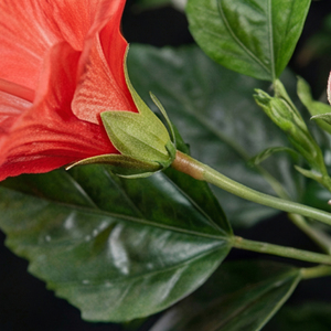 Artificial Hibiscus Flower Tree Real Touch Decorative Indoor Outdoor Potted Plant for Home Hotel Event Decor - Product Image 2