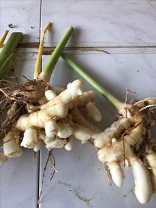 Exportación de jengibre fresco para bebés desde Vietnam | Proveedor a granel de jengibre orgánico joven en todo el mundo - Product Image 5