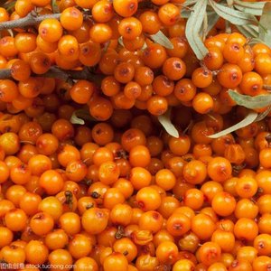 Springja approvisionnement d'usine <span class=keywords><strong>huile</strong></span> d'<span class=keywords><strong>argousier</strong></span> poudre de jus de fruit d'<span class=keywords><strong>argousier</strong></span> - Product Image 3