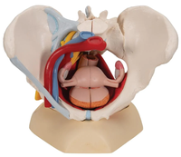 Modelo Anatómico de Músculos del Suelo Pélvico Femenino, Órganos Pélvicos con Nervios Vasculares Adjuntos, Natural, Grande, 6 Partes, Material PVC, Médico