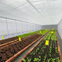 Grande serre tunnel agricole monopente 8x30m avec structure et film PE pour la culture commerciale de tomates