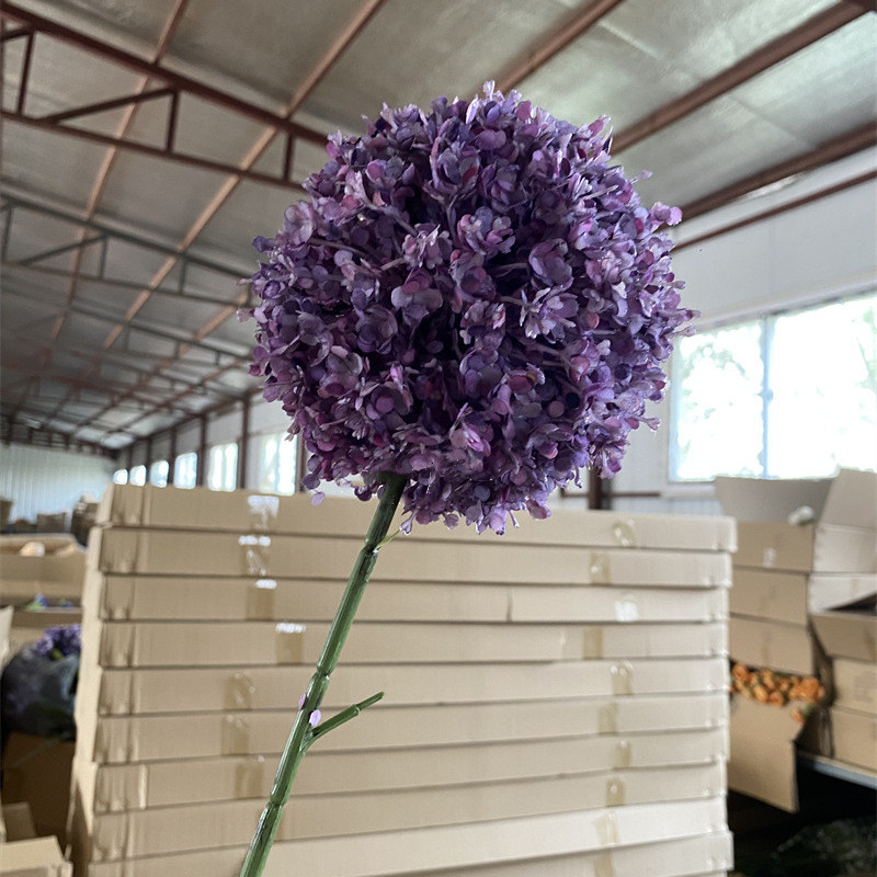 Pourpre