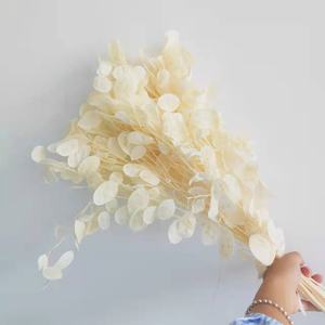 Ins Vente Chaude Fleurs Séchées <span class=keywords><strong>Lunaria</strong></span> <span class=keywords><strong>Annua</strong></span> pour Maison/Mariage Décoration Fleur pour Arrangement Bouquet - Product Image 5