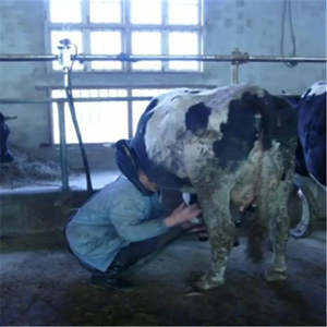 Fermes laitières-Systèmes <span class=keywords><strong>de</strong></span> <span class=keywords><strong>traite</strong></span> - Product Image 6