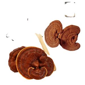 Ganoherb Biologische Paddestoel Extract Poeder <span class=keywords><strong>Reishi</strong></span> Paddestoel Extract Lingzhi Extract Poeder Met Biologische Certificaten - Product Image 3