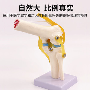 Modelo de simulación de rodilla humana para enseñanza, con ligamentos, huesos, demostración de funciones médicas, hombro, cuello, columna vertebral - Product Image 3