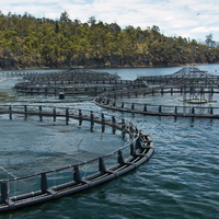 Cage de pêche carrée en PEHD de 6x6m Cage de pisciculture flottante pour la pisciculture dans l'équipement de pisciculture en rivière ou en lac