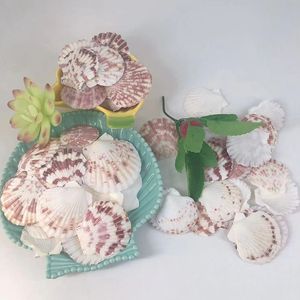 Hot Selling Colorful <strong>Clam</strong> Real Scallop Decoration Sea <strong>Shells</strong> - Product Image 4