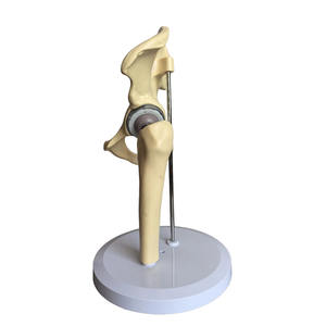 Медицинская наука, модель замены тазобедренного сустава для предхирургической коммуникации, искусственная модель тазобедренного сустава - Product Image 2