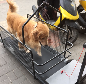 USMILEPET - Plataforma Inclinada para Perros de Calidad Superior, Ecológica y con Certificación CE, para Entrenamiento y Rehabilitación - Product Image 3