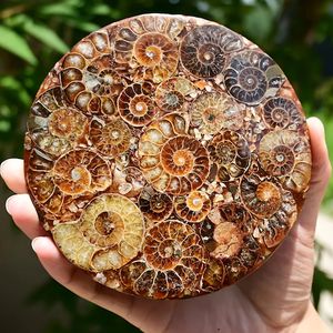 Vente en gros de fossiles de conques naturelles polies, plaque décorative, disque de fossile d'escargot pour décoration, cadeau - Product Image 3